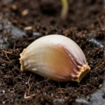como-sembrar-ajo-en-maceta-o-jardinera-huerta-urbana