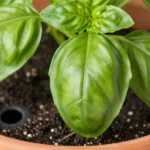 como-sembrar-albahaca-en-maceta-y-que-no-se-muera-huerta-urbana