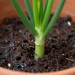 como-sembrar-cebollin-en-maceta-casa-huerta-urbana