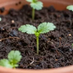 como-sembrar-cilantro-en-casa-sin-huerta-urbana