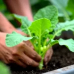 como-sembrar-habichuelas-en-materas-paso-a-paso-huerta-urbana-1