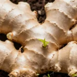 como-sembrar-jengibre-en-maceta-huerta-urbana