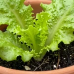 como-sembrar-lechugas-en-casa-en-huerta-urbana