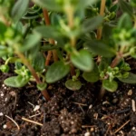 como-sembrar-tomillo-en-maceta-huerta-urbana