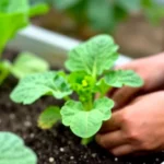 como-sembrar-zapallitos-en-macetas-huerta-urbana-1