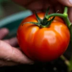 como-tutorar-tomates-perita-en-macetas-huerta-urbana-1