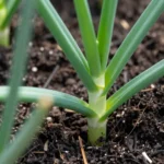 como-usar-cebollas-para-decorar-y-huerta-urbana