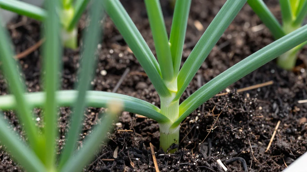 Cebolla en maceta — Latinoamérica