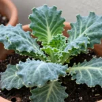 cuales-hortalizas-crecen-mejor-a-2600-msnm-huerta-urbana