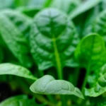 cuando-sembrar-espinaca-en-bogota-huerta-urbana-1