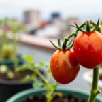 cuando-trasplantar-los-plantines-del-almacigo-a-la-maceta-huerta-urbana-1