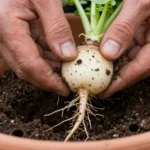 cuanto-se-ahorra-teniendo-un-huerto-en-casa-huerta-urbana