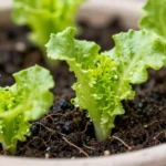 cuanto-tiempo-tarda-en-crecer-la-lechuga-en-maceta-huerta-urbana