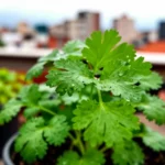 cultivar-cilantro-en-materas-sin-que-espigue-huerta-urbana-1