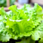 Cultivo de lechuga roja en matera con frío en balcones y patios cultivo-de-lechuga-roja-en-matera-con-frio-huerta-urbana