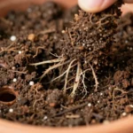 diferencia-entre-sustrato-y-tierra-de-jardin-para-huerto-huerta-urbana