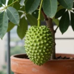 diferencias-entre-guanabana-y-chirimoya-huerta-urbana-1