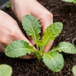 diseno-de-huerta-urbana-en-espacios-huerta-urbana