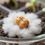 experimento-de-germinacion-con-frijol-para-ninos-huerta-urbana