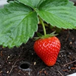 experimento-escolar-con-fresas-como-cultivarlas-huerta-urbana