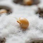 germinacion-de-lentejas-en-algodon-experimento-escolar-huerta-urbana