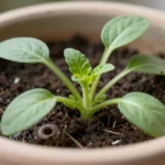 guia-completa-cultivo-cilantro-en-casa-huerta-urbana