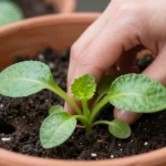 guia-de-jardineria-para-principiantes-en-huerta-urbana