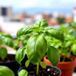 hierbas-aromaticas-para-calor-en-macetas-huerta-urbana-1