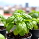 hierbas-mexicanas-para-cultivar-en-macetas-pequenas-huerta-urbana-1