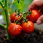 hortales-para-cultivar-en-macetas-en-bogota-huerta-urbana-1