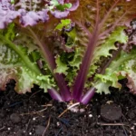 hortalizas-decorativas-ideales-para-balcon-pequeno-huerta-urbana