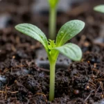 huerto-escolar-como-armarlo-paso-a-paso-huerta-urbana