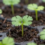 huerto-urbano-para-alimentar-a-la-huerta-urbana