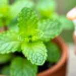 ideas-para-cultivar-una-huerta-en-apartamento-huerta-urbana-1