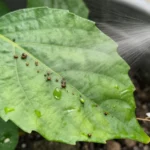 insecticida-casero-para-huerto-urbano-sin-quimicos-huerta-urbana