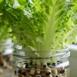 Lechuga hidropónica en casa: guía para huertas urbanas y balcones lechuga-hidroponica-en-casa-huerta-urbana-1
