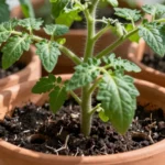 libros-para-aprender-a-cultivar-en-casa-recomendados-huerta-urbana