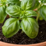 macetas-bonitas-para-huerto-urbano-en-huerta-urbana