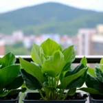 macetas-de-barro-o-plastico-para-calor-en-mexico-huerta-urbana-1