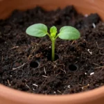 macetas-para-huerto-urbano-cuales-son-las-mejores-huerta-urbana