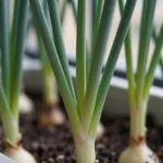 mejores-variedades-de-cebolla-para-un-huerto-estetico-y-bonito-huerta-urbana