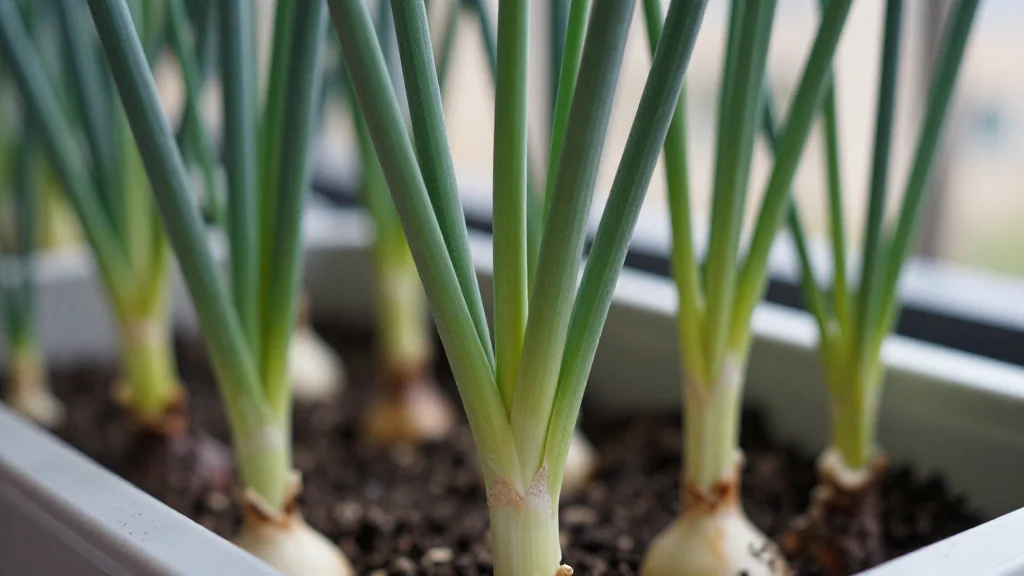 Cebolla en maceta &mdash; Latinoam&eacute;rica