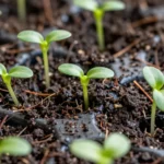 microgreens-en-casa-como-cultivarlos-sin-espacio-huerta-urbana