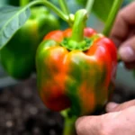 pimientos-morrones-en-maceta-guadalajara-se-dan-bien-huerta-urbana-1