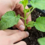 plantas-colgantes-decorativas-para-huerto-urbano-huerta-urbana