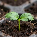 plantas-comestibles-baratas-para-huerto-urbano-huerta-urbana