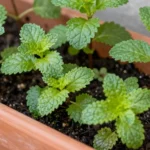 plantas-comestibles-para-bogota-que-no-necesitan-mucho-sol-huerta-urbana