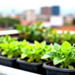 plantas-para-terraza-con-frio-y-lluvia-en-bogota-huerta-urbana-1