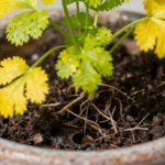 por-que-no-crece-el-cilantro-en-maceta-huerta-urbana