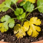 por-que-se-mueren-mis-plantas-huerta-urbana